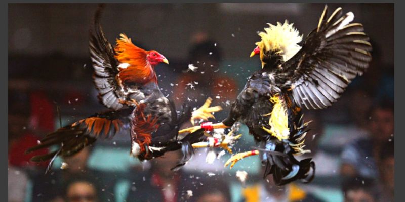 Đá Gà Cựa Sắt - Tìm Hiểu Chi Tiết Luật Tham Gia Trên QQ88 4 Luật chơi quy định rõ ràng trong đá gà bằng cựa sắt