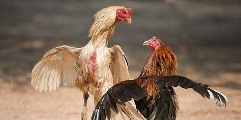 Luật đá gà QQ88 - Yếu tố quyết định giúp bạn chiến thắng 4 Quy định dành cho các chiến kê